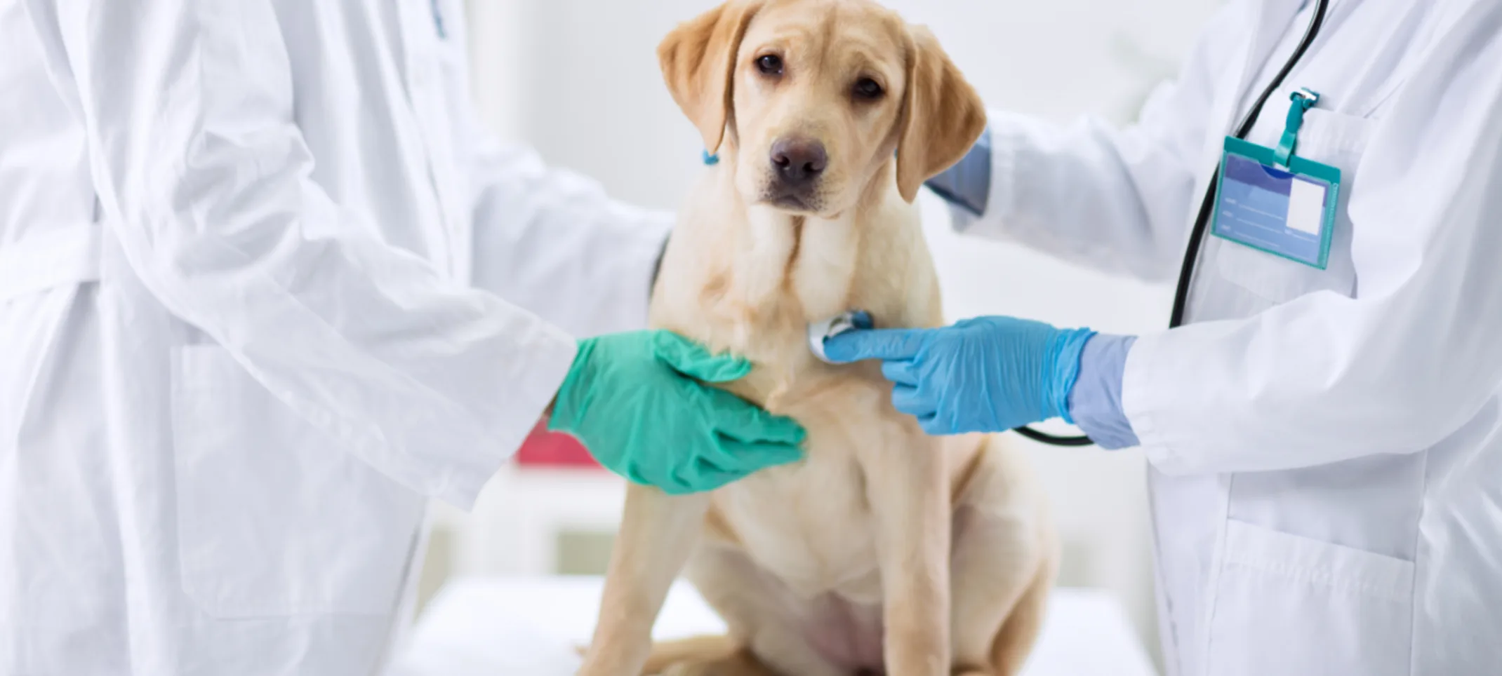 Dog (Golden Retriever) Being Examined by 2 Veterinarians Dog (Golden Retriever) Being Examined by 2 Veterinarians