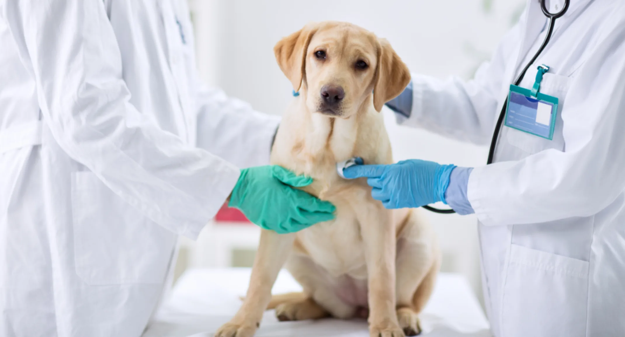 Dog (Golden Retriever) Being Examined by 2 Veterinarians Dog (Golden Retriever) Being Examined by 2 Veterinarians