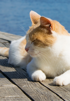 White/Orange Cat Laying by the Water