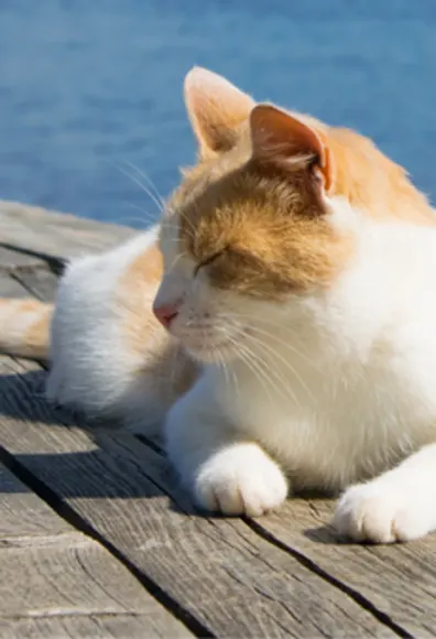 White/Orange Cat Laying by the Water White/Orange Cat Laying by the Water