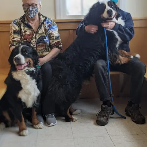 2 large dogs with their owners at Henniker Vet