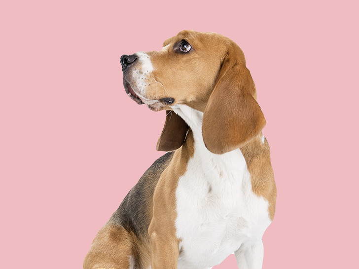 dog in front of light pink backdrop