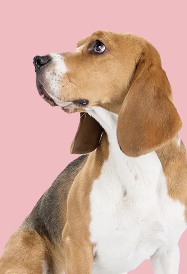 dog in front of light pink backdrop