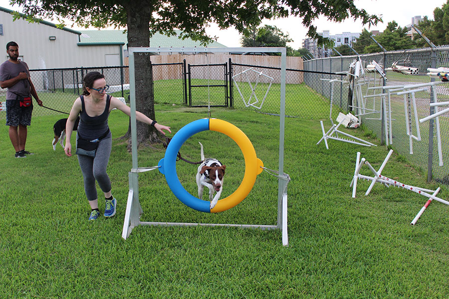 Dog jumping through hoop with trainer