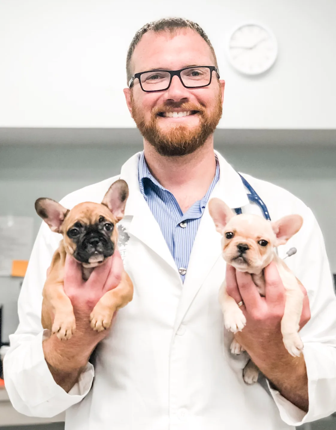 Dr. Carl Schmidt smiling holding two small French Bull dogs Dr. Carl Schmidt smiling holding two small French Bull dogs