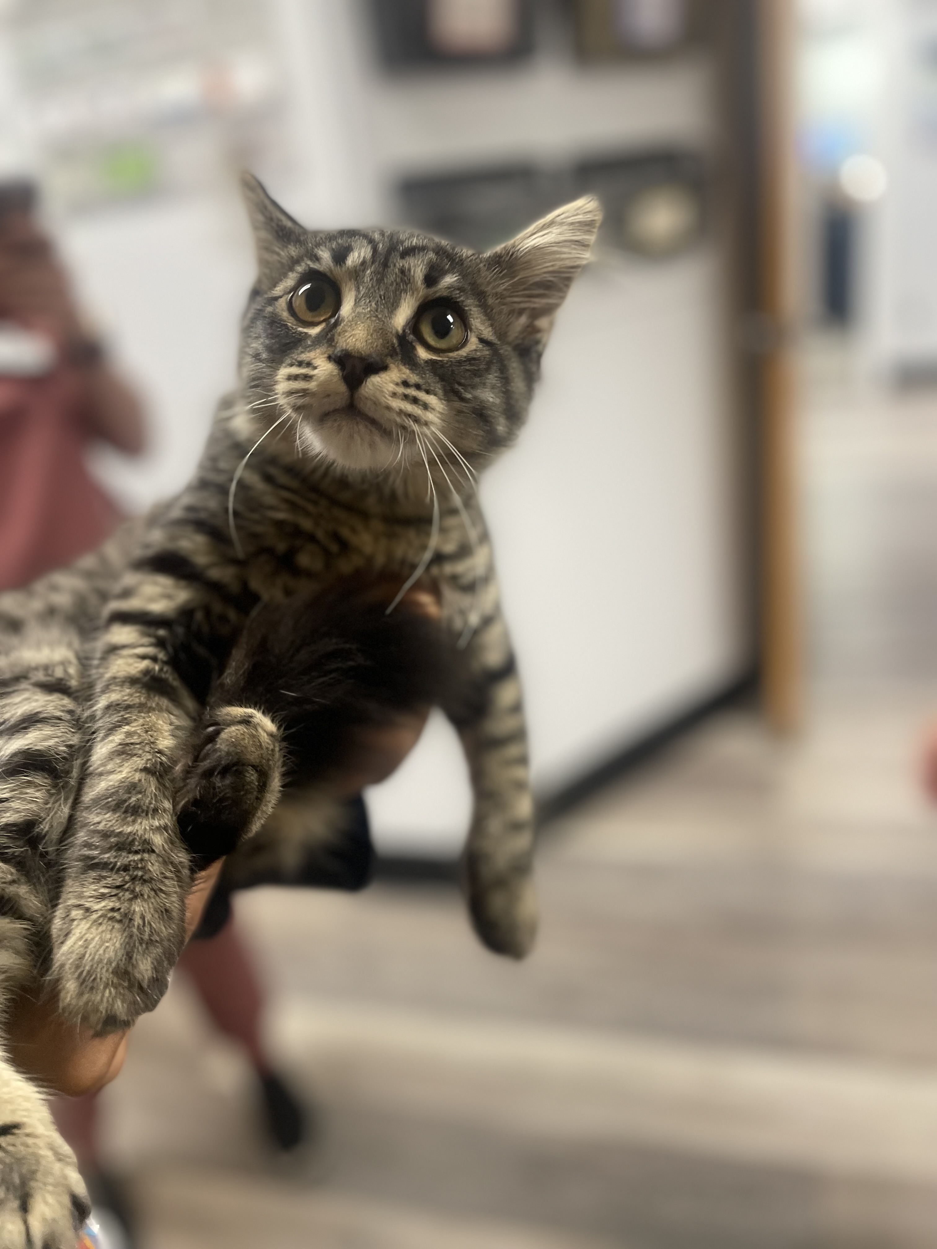 Cat Being Held at Ferry Farm Animal Clinic