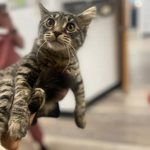 Cat Being Held at Ferry Farm Animal Clinic Cat Being Held at Ferry Farm Animal Clinic