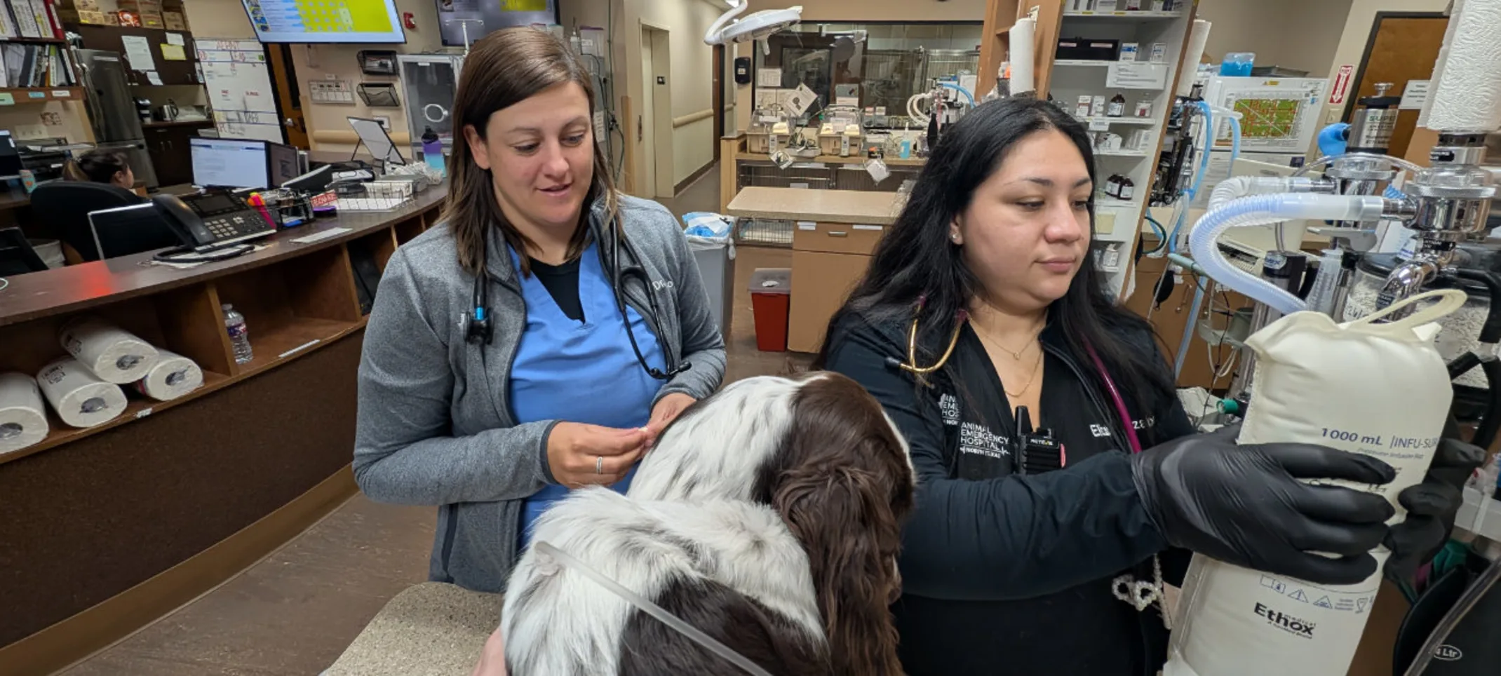 Two staff members working on a dog Two staff members working on a dog