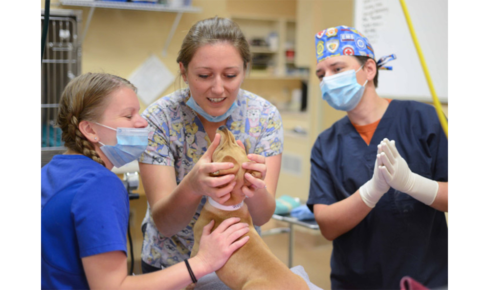 Staff working and examining small tan dog at Friendship Hospital for Animals