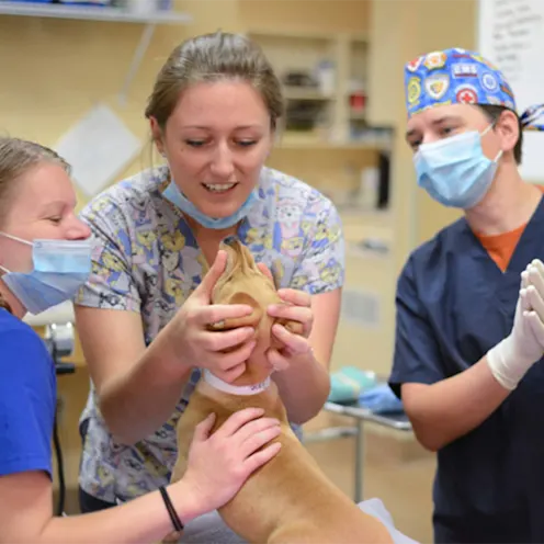 Staff working and examining small tan dog at Friendship Hospital for Animals Staff working and examining small tan dog at Friendship Hospital for Animals