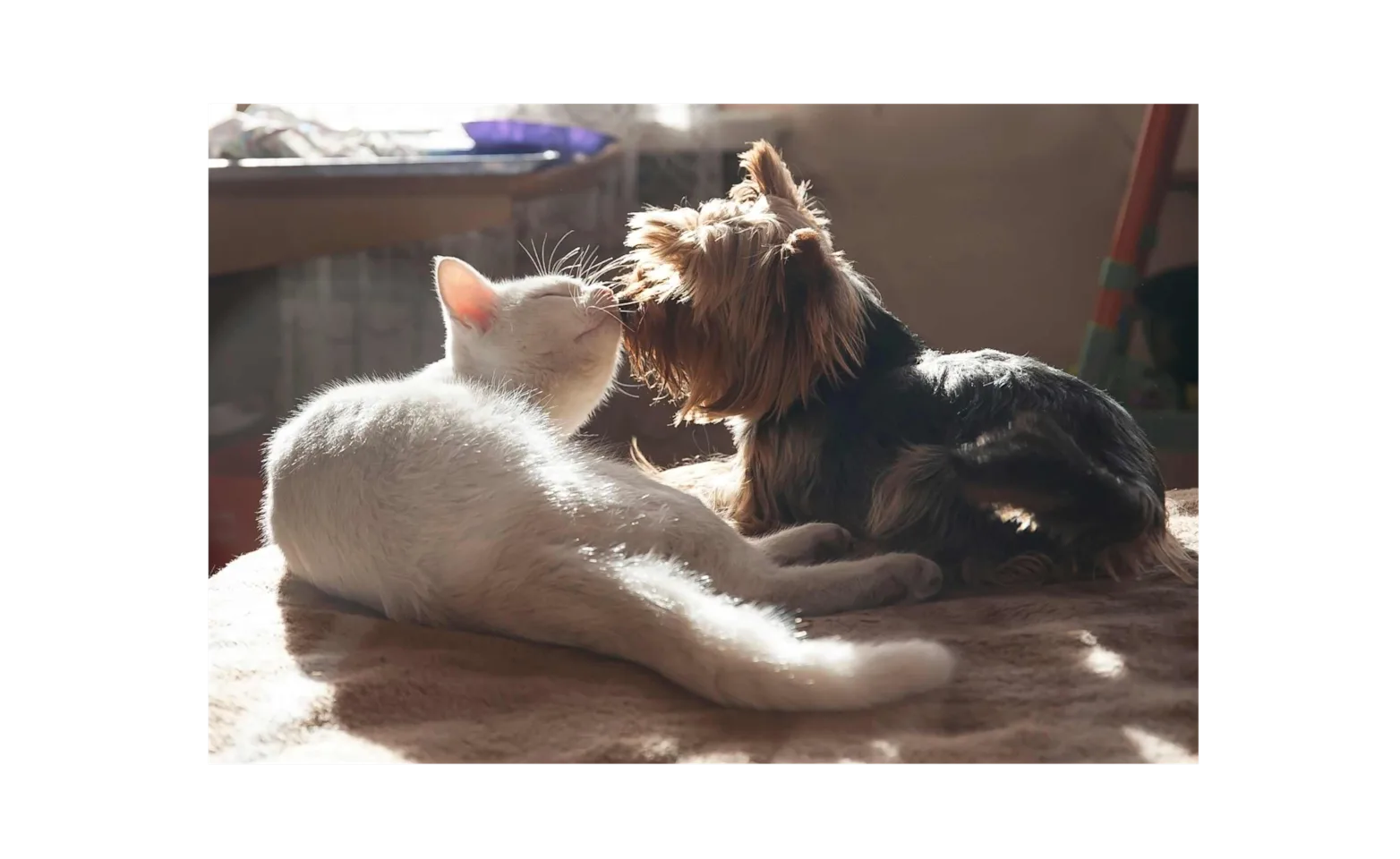 Cat and dog kissing Cat and dog kissing