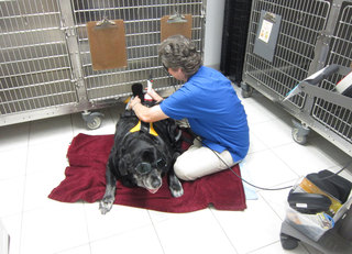 Dog kennels at Quail Hollow Animal Hospital