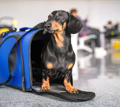 Black Dog Standing in Blue Pet Carrier at the Airport Black Dog Standing in Blue Pet Carrier at the Airport