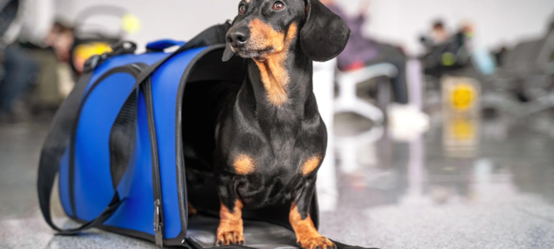 Black Dog Standing in Blue Pet Carrier at the Airport Black Dog Standing in Blue Pet Carrier at the Airport