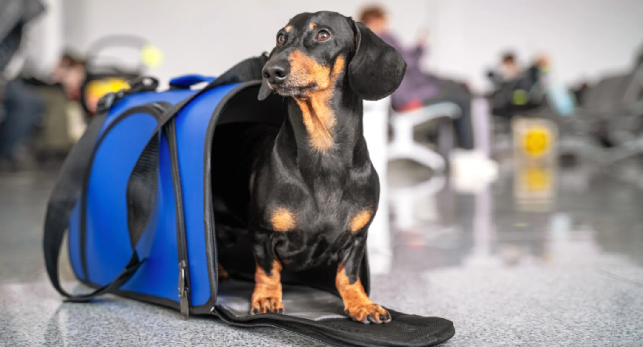 Black Dog Standing in Blue Pet Carrier at the Airport Black Dog Standing in Blue Pet Carrier at the Airport
