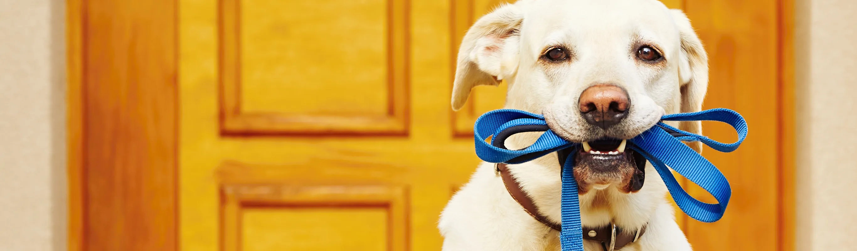 Dog holding his leash in front of the front door 