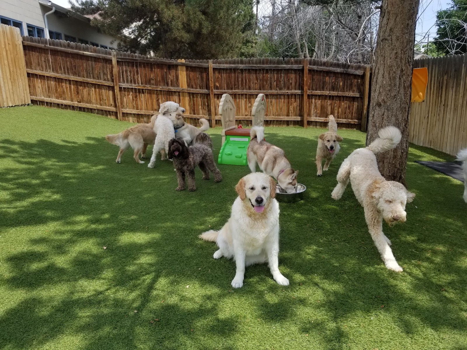 Group of Dogs In A Yard