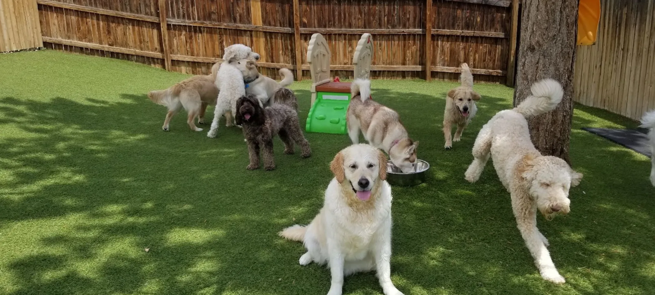 Group of Dogs In A Yard
