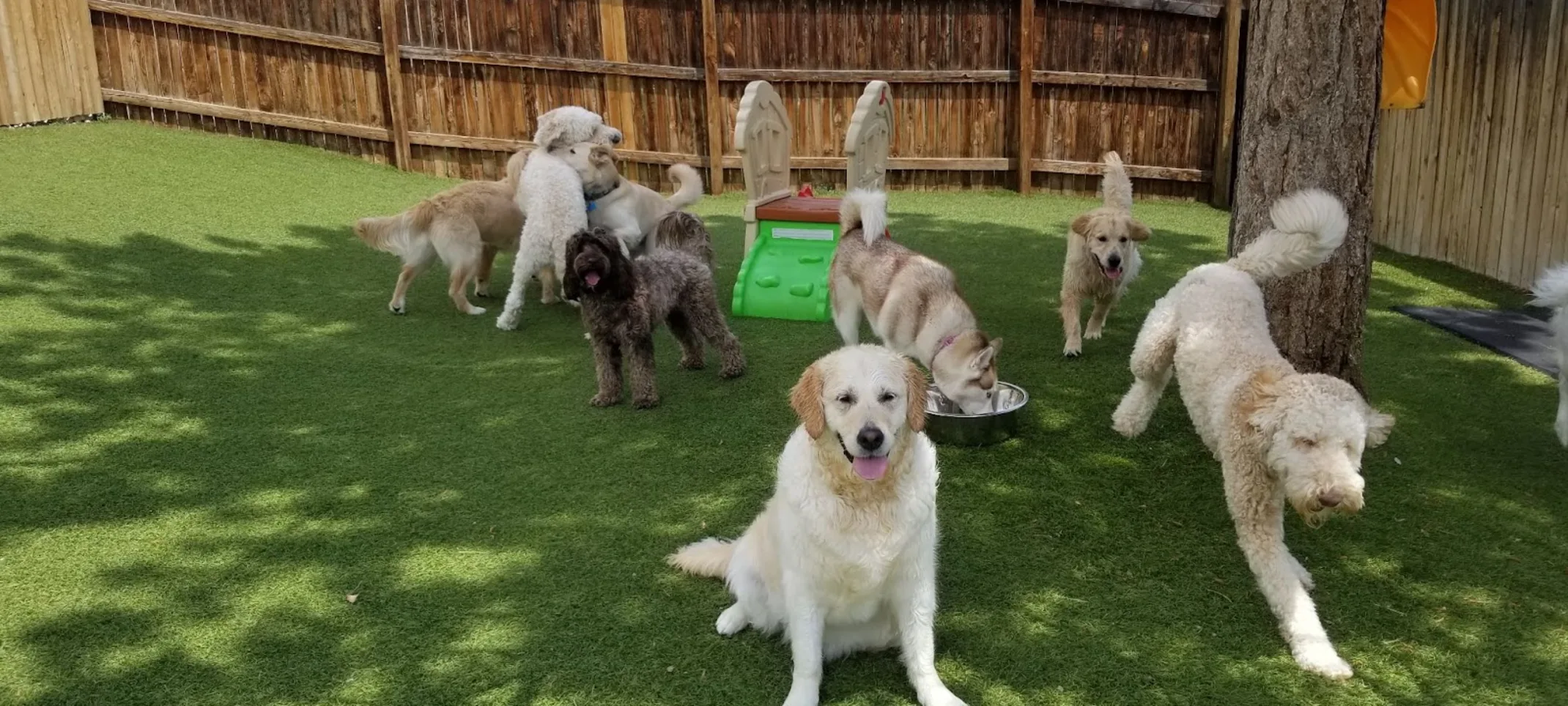 Group of Dogs In A Yard Group of Dogs In A Yard