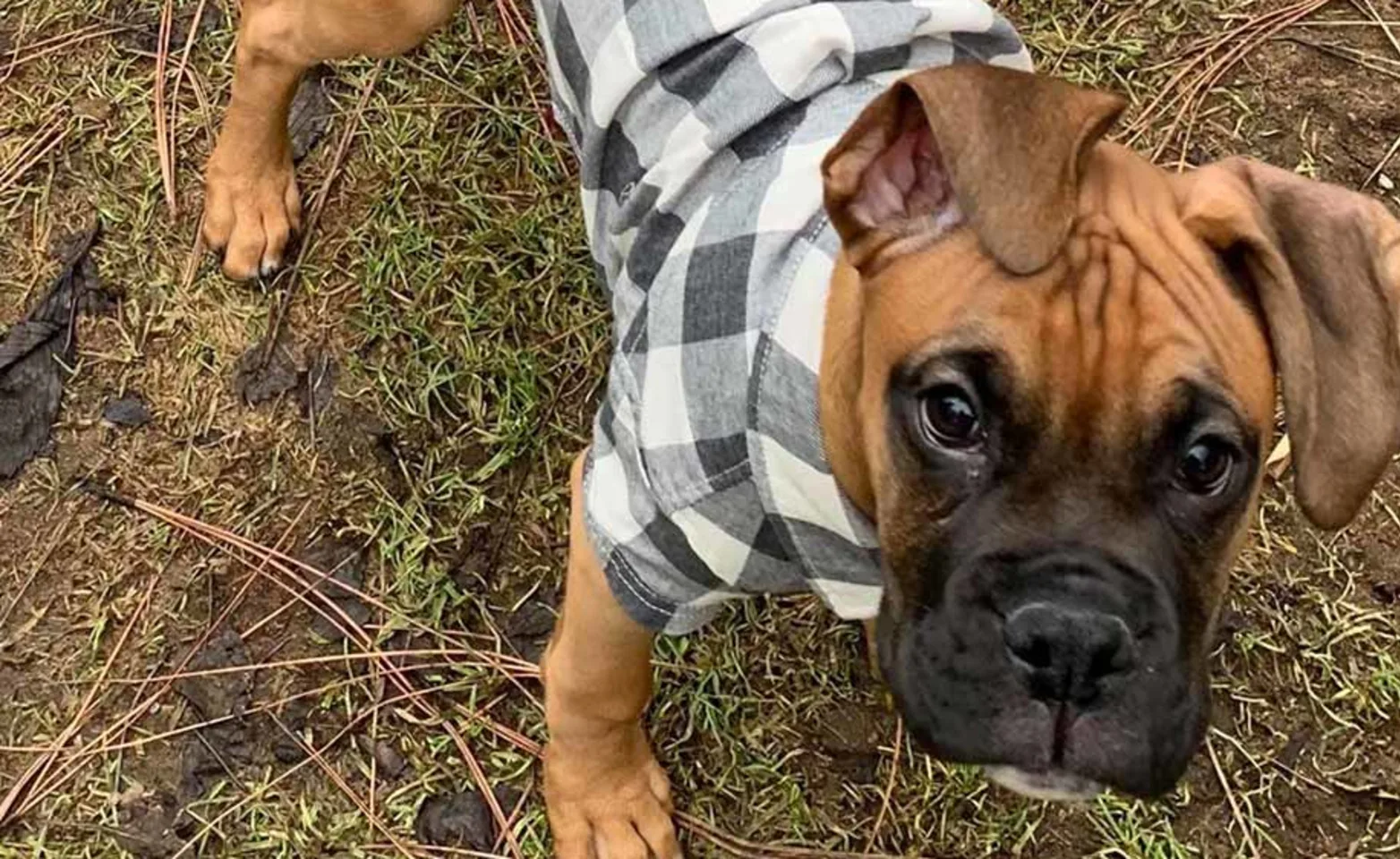 A small brown dog wearing a black and white plaid shirt standing outside