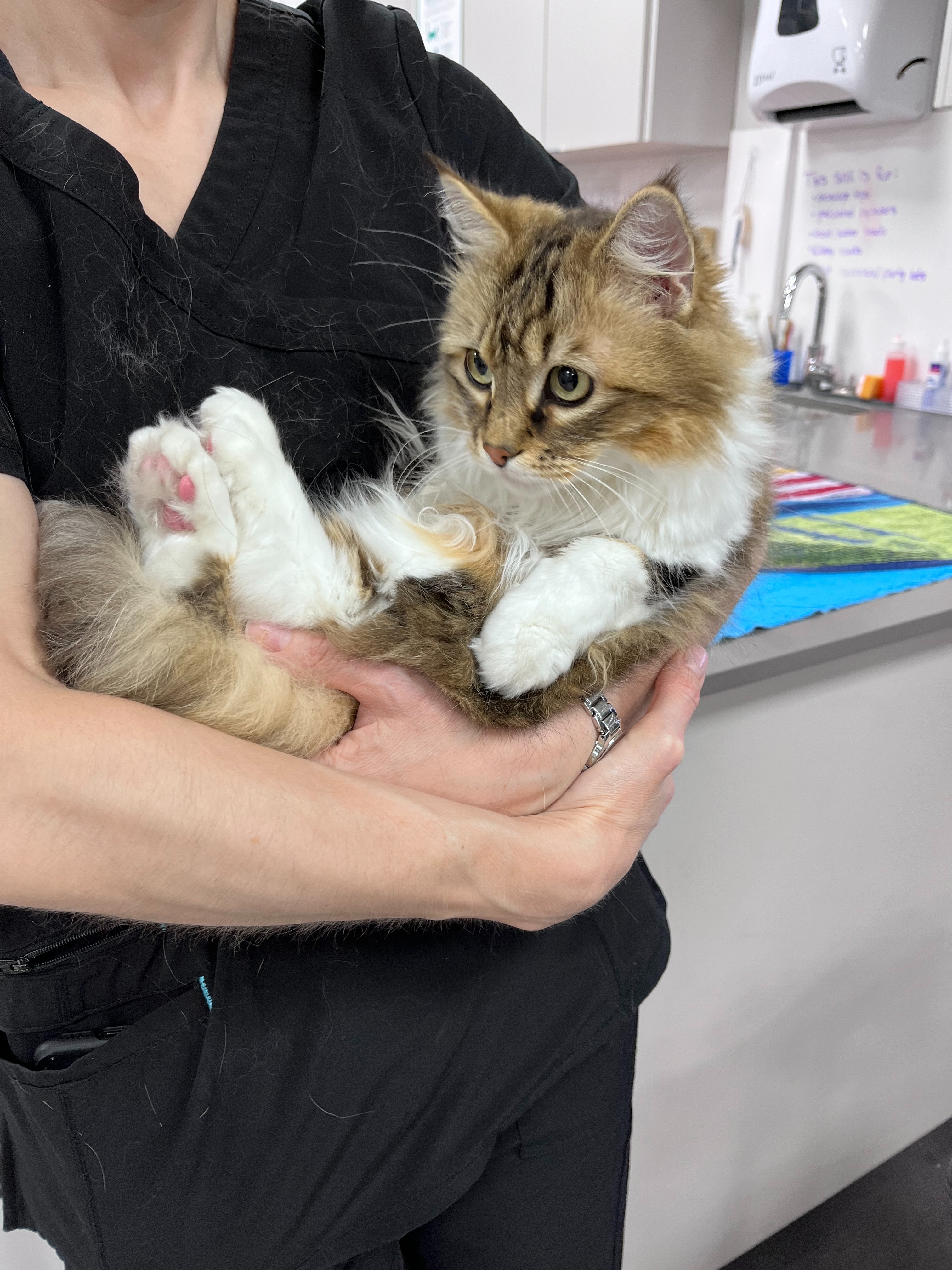 Staff is hugging a fluffy cat