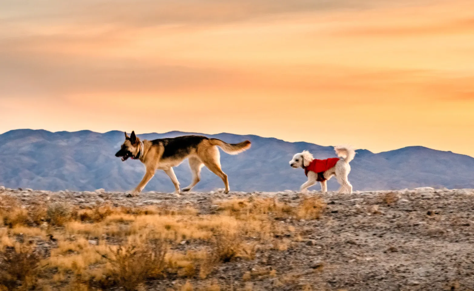 Two dogs walking on desert