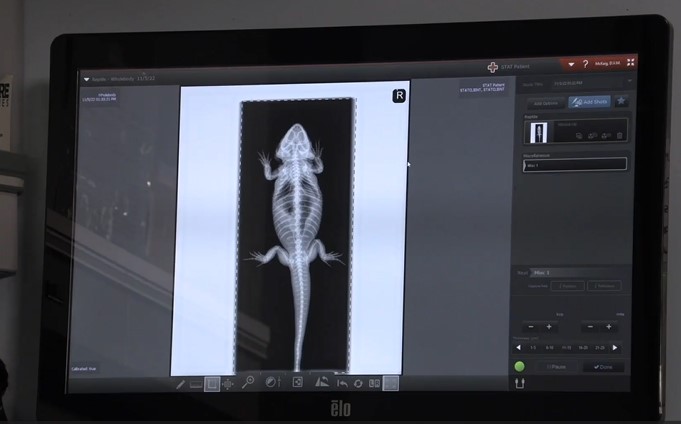 Xray of Exotic Animal