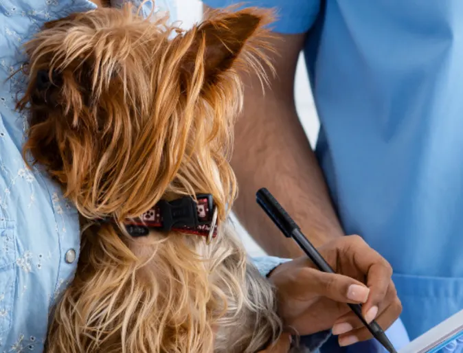 A photo of a Yorkie being checked out by a veterinary professional while being held by its pet parent A photo of a Yorkie being checked out by a veterinary professional while being held by its pet parent