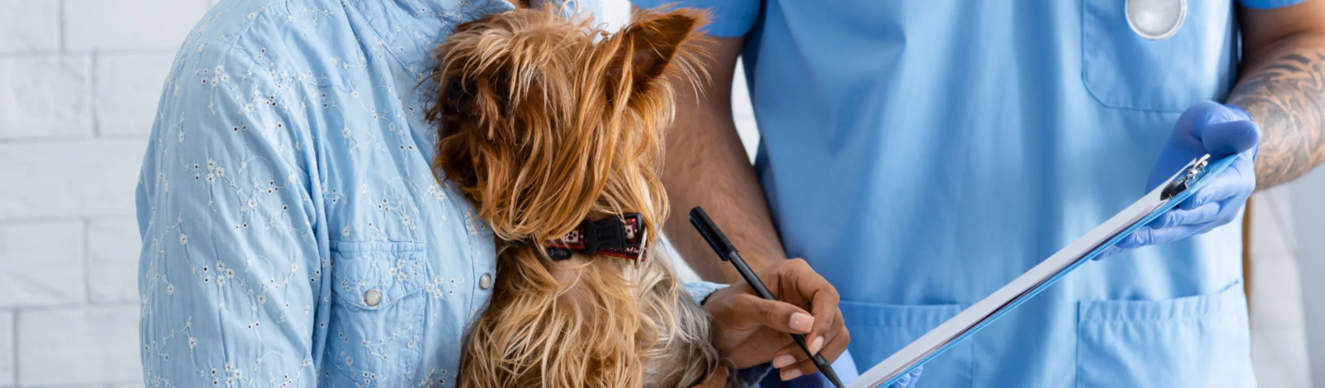 A photo of a Yorkie being checked out by a veterinary professional while being held by its pet parent