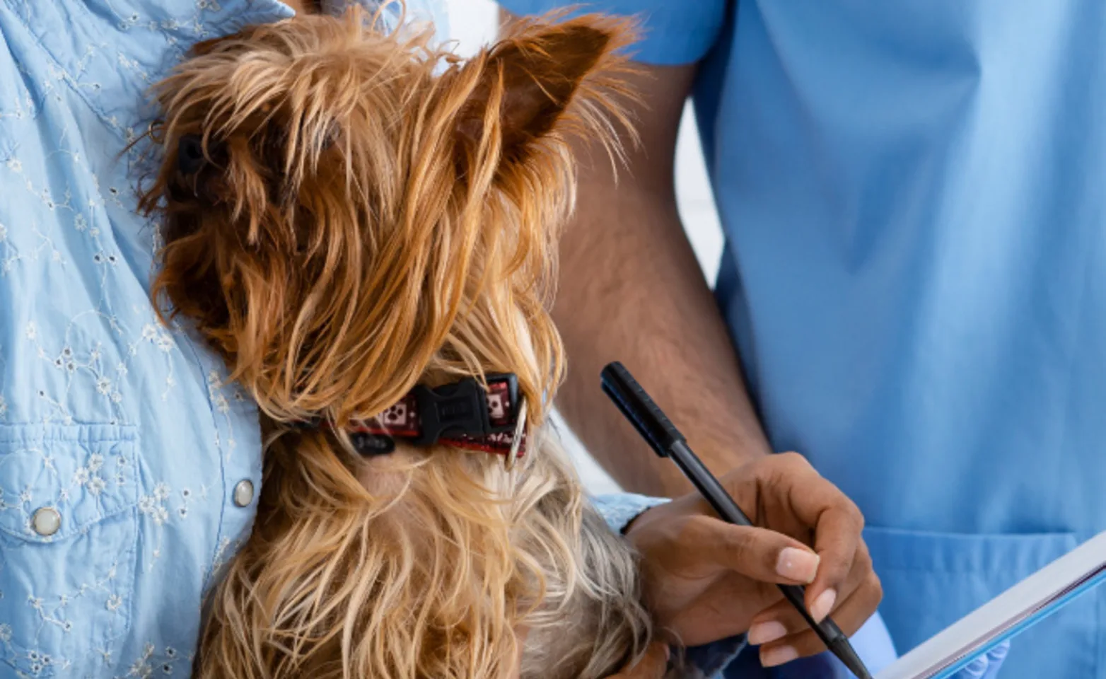 A photo of a Yorkie being checked out by a veterinary professional while being held by its pet parent