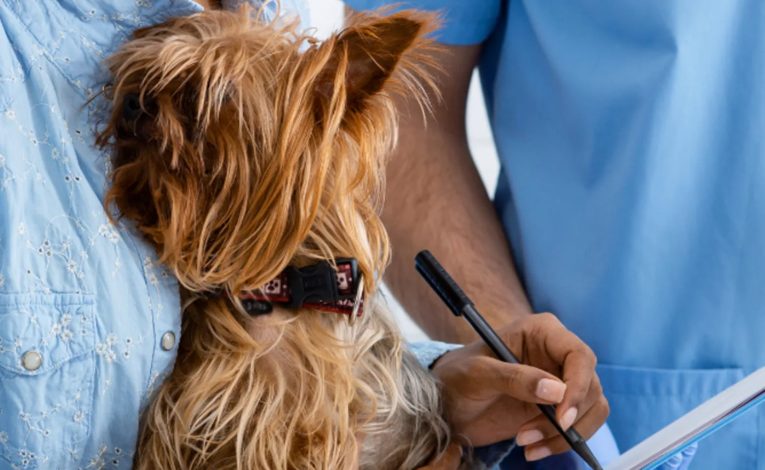 A photo of a Yorkie being checked out by a veterinary professional while being held by its pet parent A photo of a Yorkie being checked out by a veterinary professional while being held by its pet parent