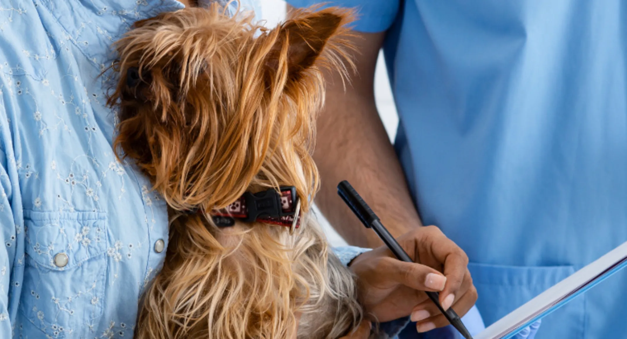 A photo of a Yorkie being checked out by a veterinary professional while being held by its pet parent A photo of a Yorkie being checked out by a veterinary professional while being held by its pet parent