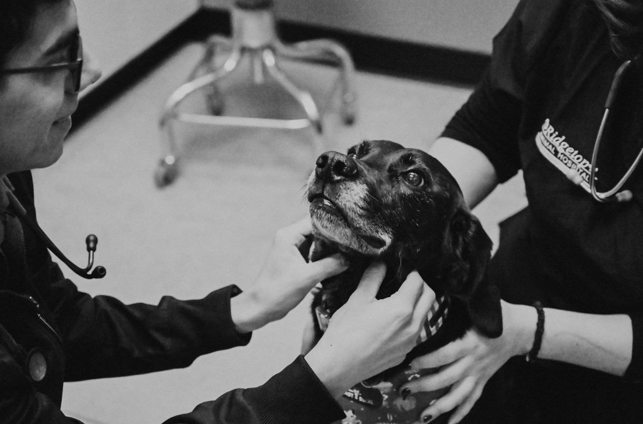 Doctor examining a dog