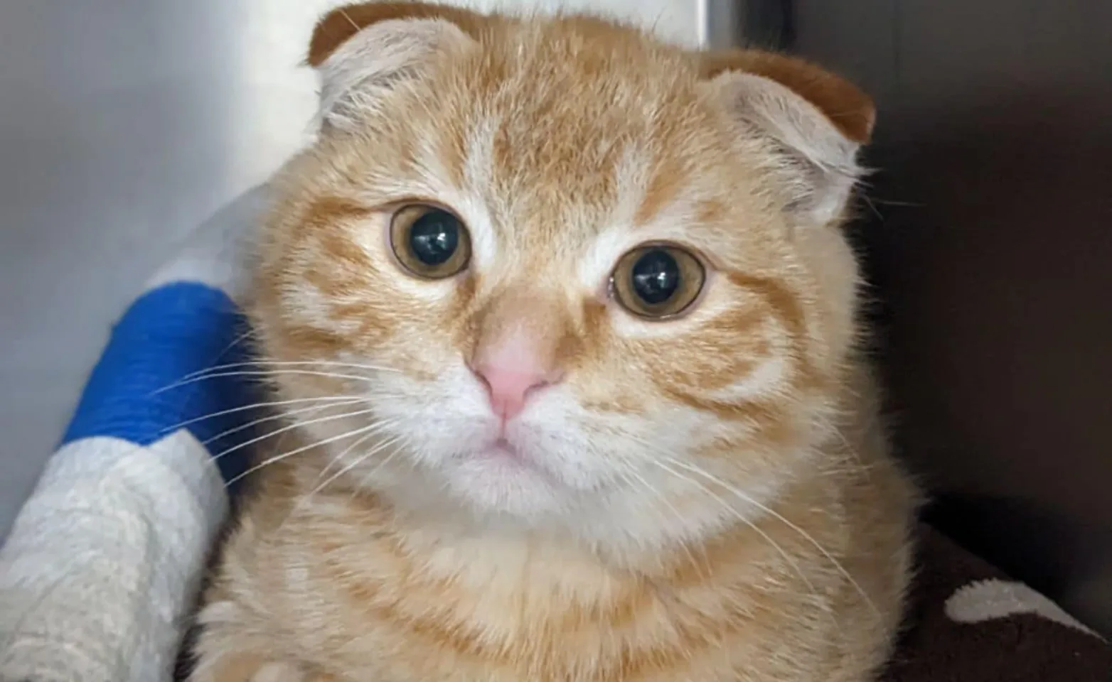 Orange and white cat wrapped in blankets