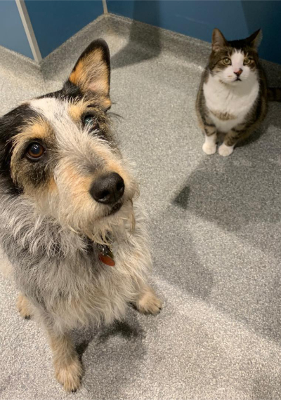 Scruffy Dog & Brindle Cat Sitting On The Floor