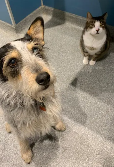 Scruffy Dog & Brindle Cat Sitting On The Floor Scruffy Dog & Brindle Cat Sitting On The Floor
