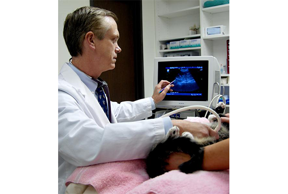 Dr. Patton performing a diagnostic ultrasound on a feline patient.