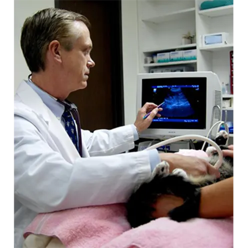 Dr. Patton performing a diagnostic ultrasound on a feline patient.