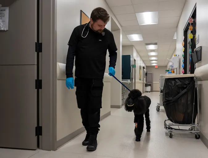 Staff Walking a Black Dog Staff Walking a Black Dog