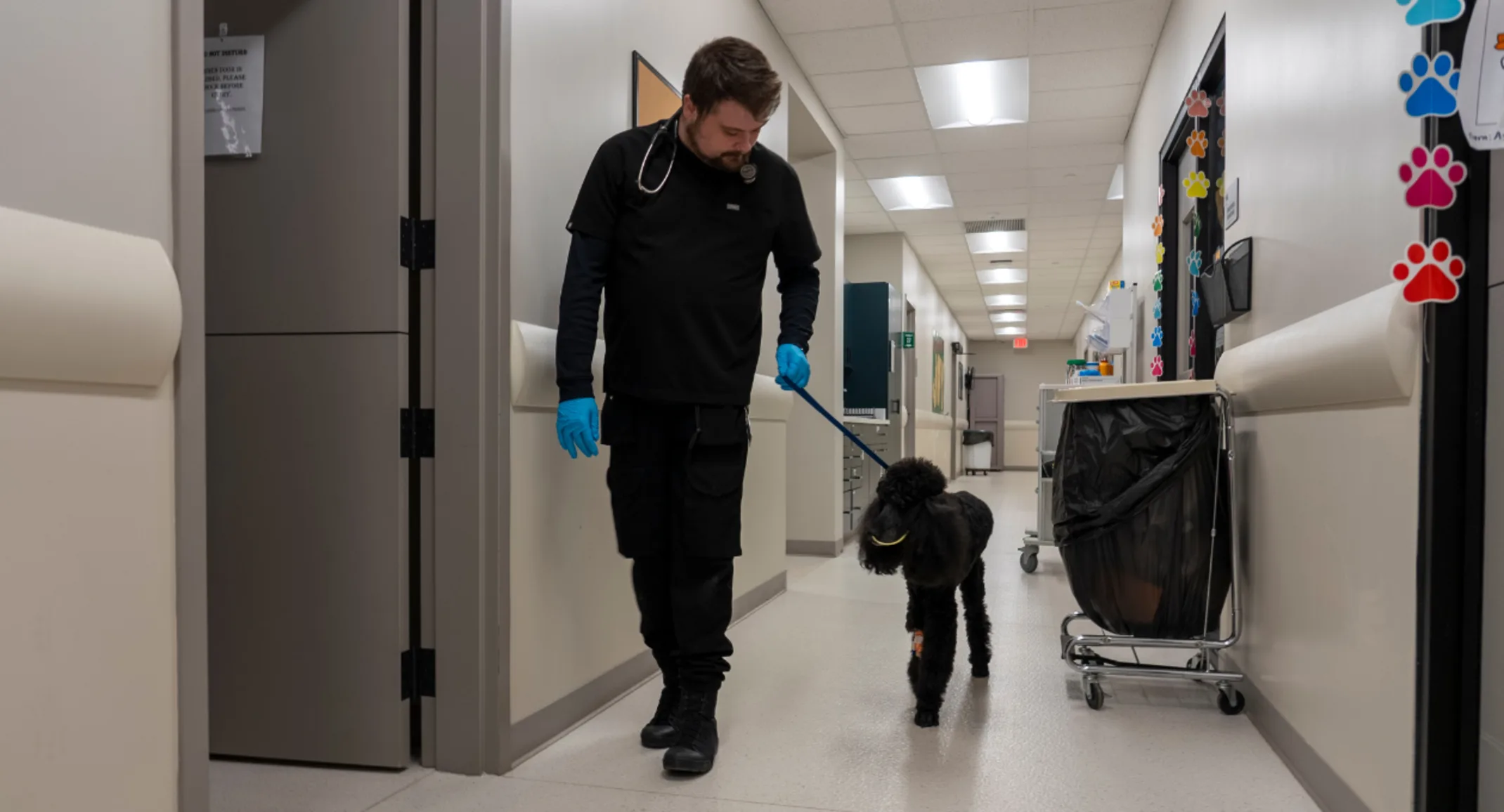 Staff Walking a Black Dog Staff Walking a Black Dog