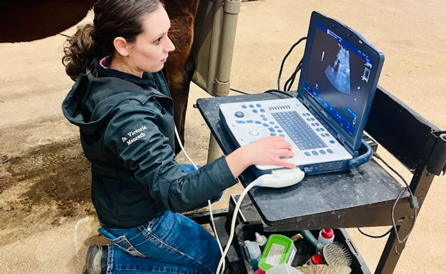 Horse ultrasound Horse ultrasound