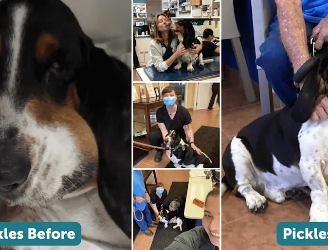 Pickles' story photo Pickles' story photo