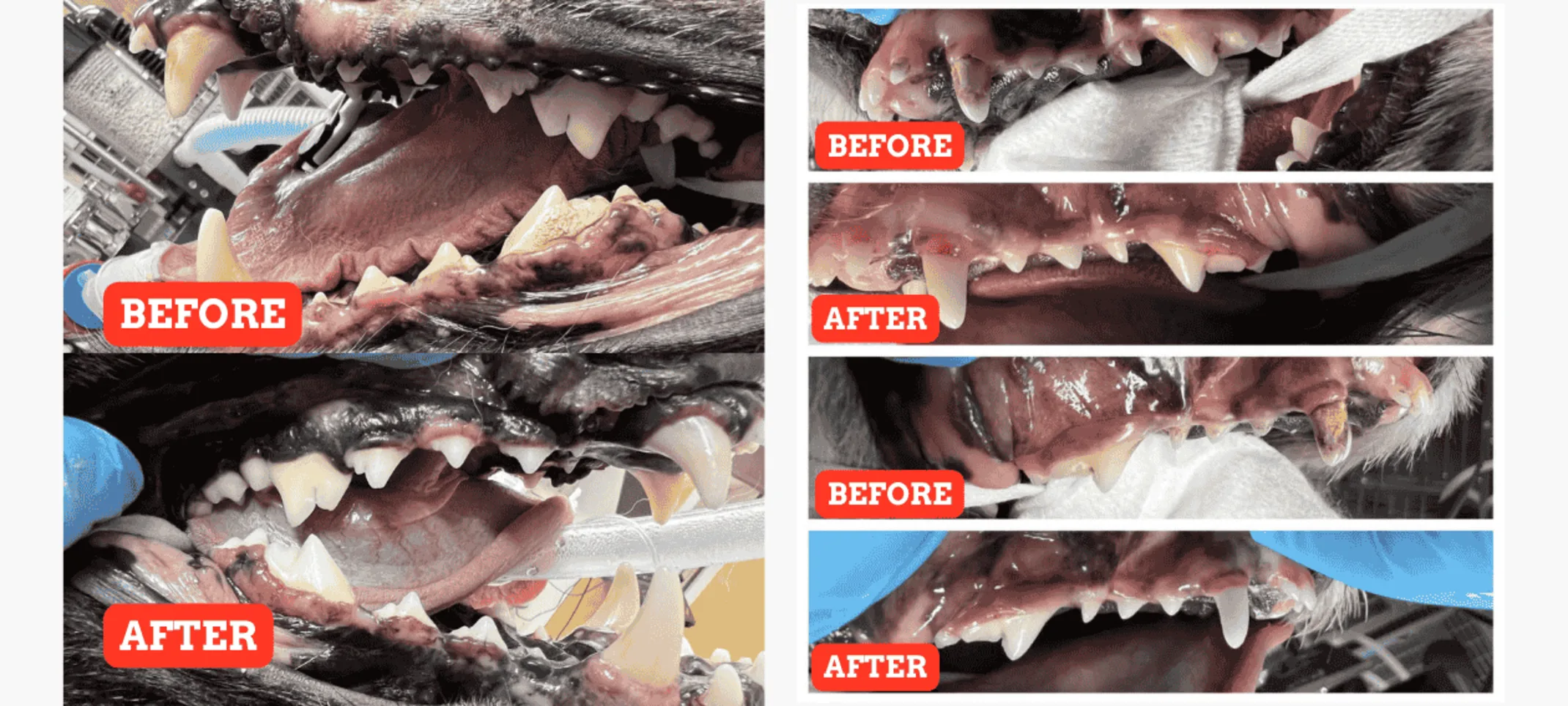 Dental Cleaning and Oral Health Assessment (Before/After) Dental Cleaning and Oral Health Assessment (Before/After)