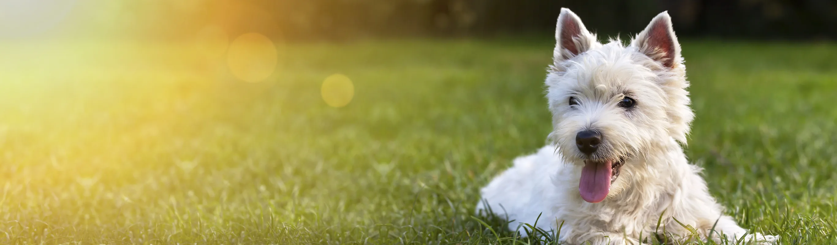 Dog laying on grass