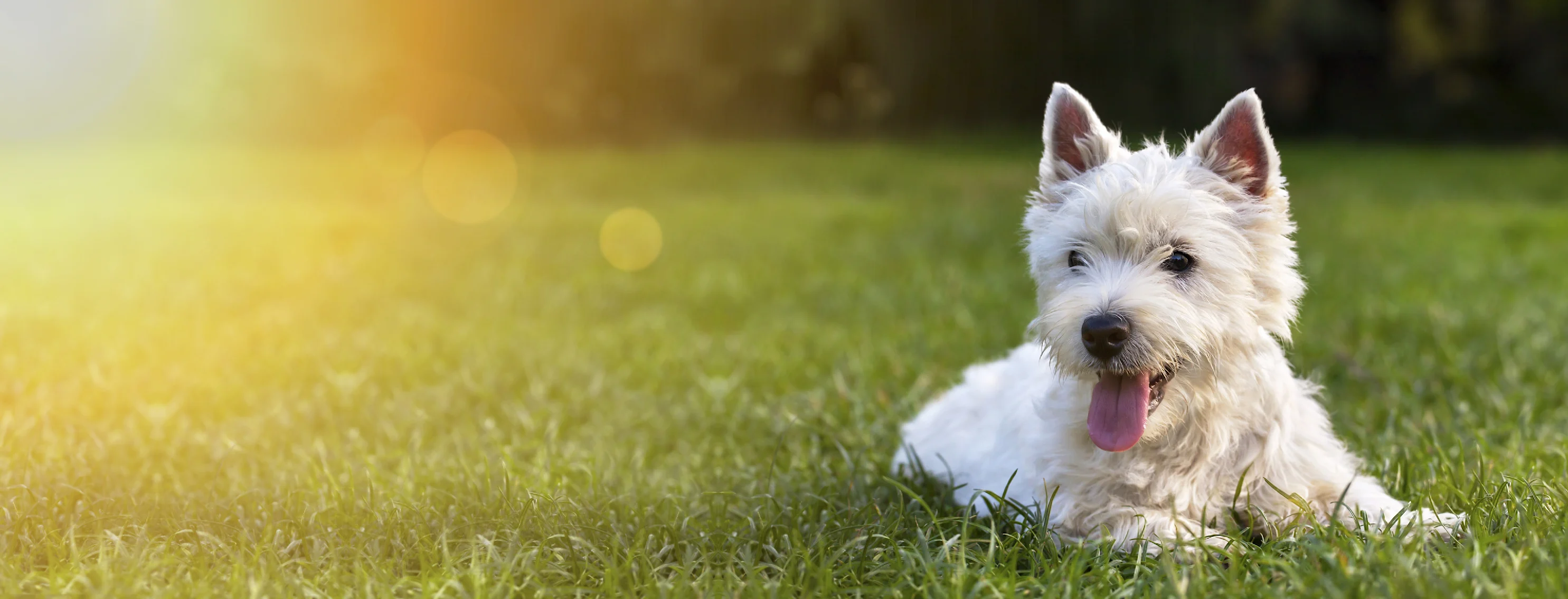 Dog laying on grass