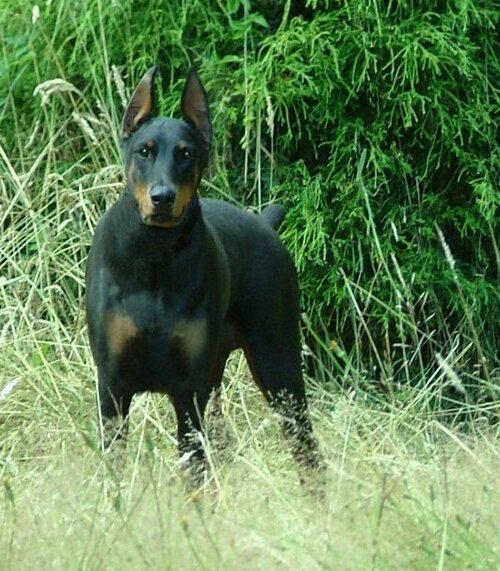 Harbor Animal Hospital client's dog looking toward camera in a grassy meadow 