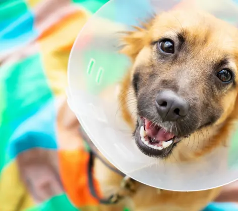 Dog with Cone Looking at Camera with Colorful Blanket in the Back