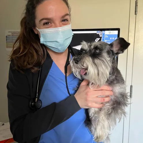 Woman with dark hair pulled back and wearing blue scrubs holding medium-sized grey dog.