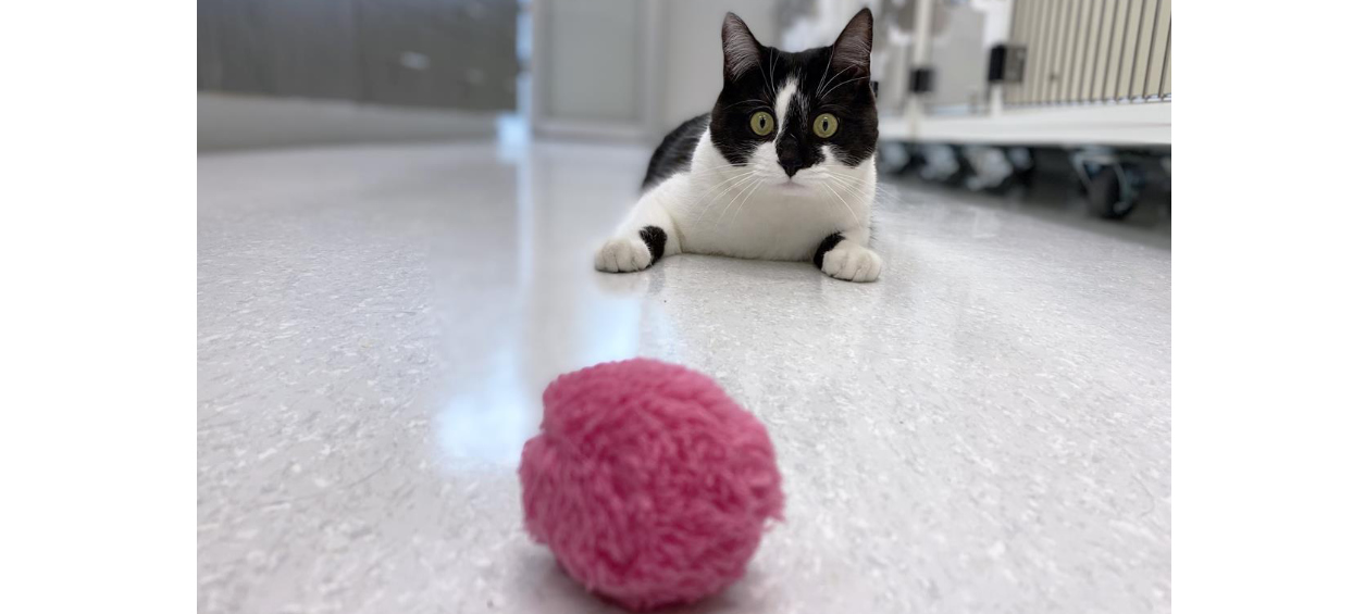 Wide eye cat looking at toy
