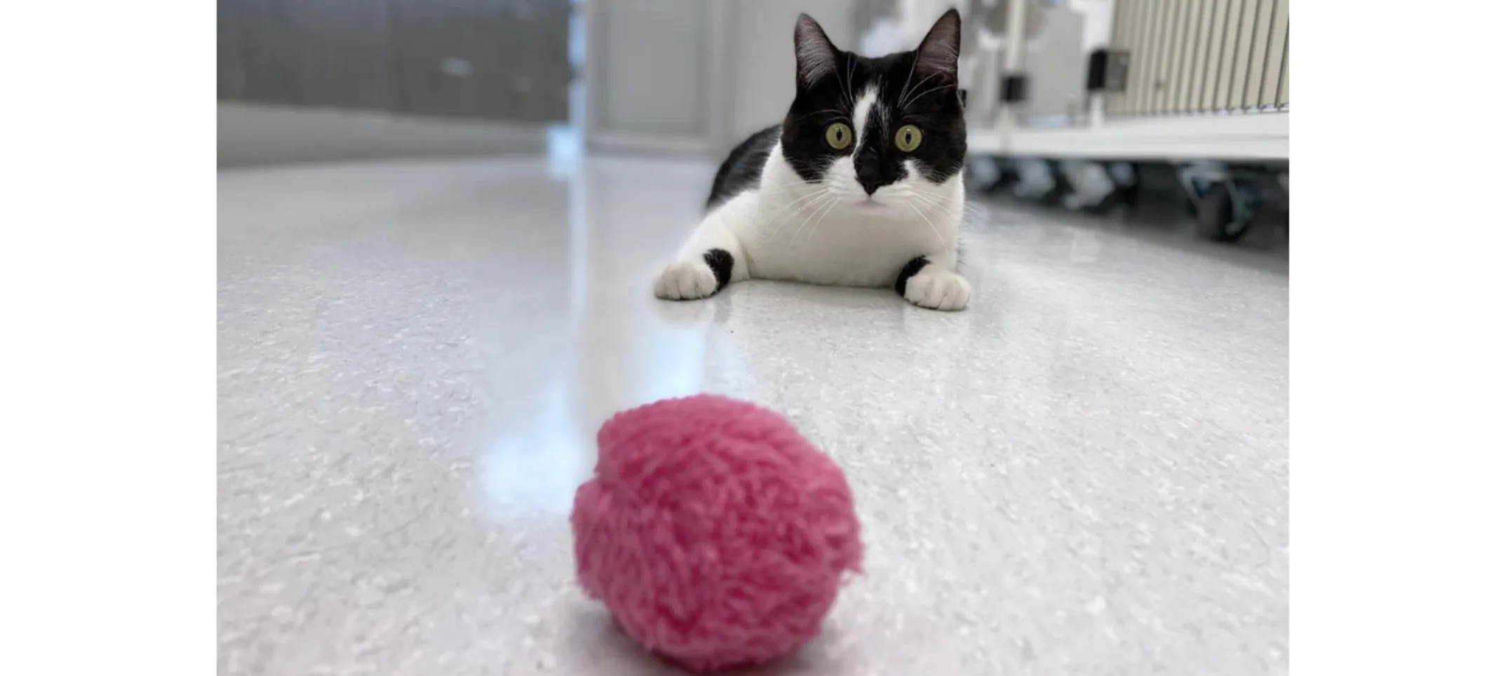 Wide eye cat looking at toy Wide eye cat looking at toy